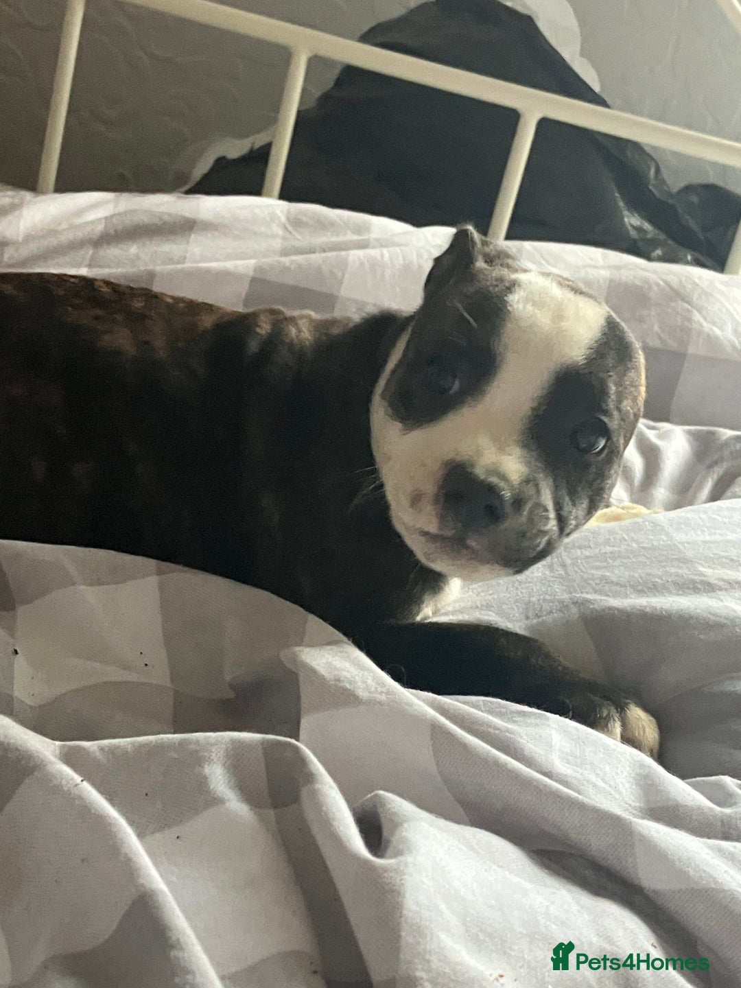 Staffordshire Bull Terrier dogs for sale: Kc Staffordshire bull terrior puppies - Image 6