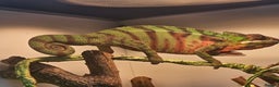 Chameleon reptiles for sale: Ambilobe Panther Chameleon Male (9 months old)  - Advert 6