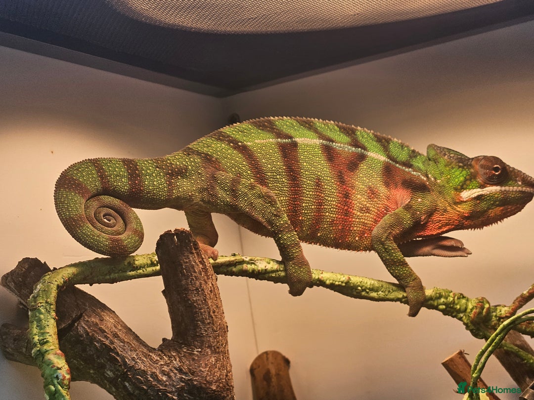 Chameleon reptiles for sale: Ambilobe Panther Chameleon Male (9 months old)  - Advert 6