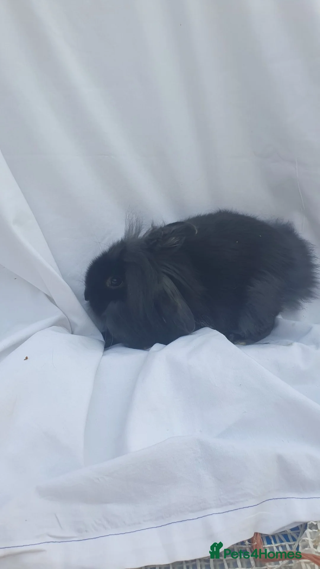 Lionhead rabbits for sale: Lionhead Mini lop  - Advert 5