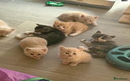 British Shorthair cats for sale: Beautiful half British shorthair kittens  - Image 5