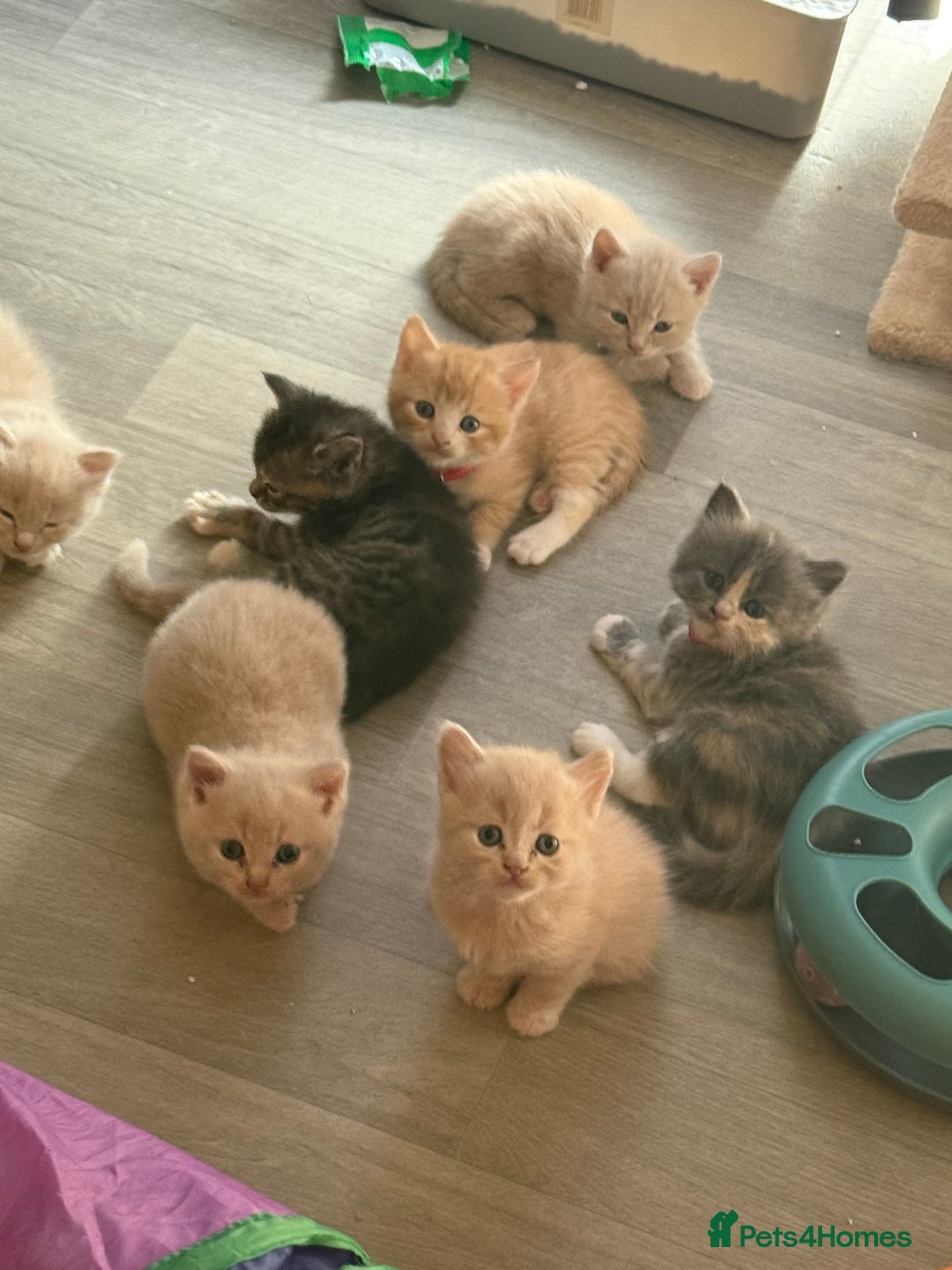 British Shorthair cats for sale: Beautiful half British shorthair kittens  - Image 5