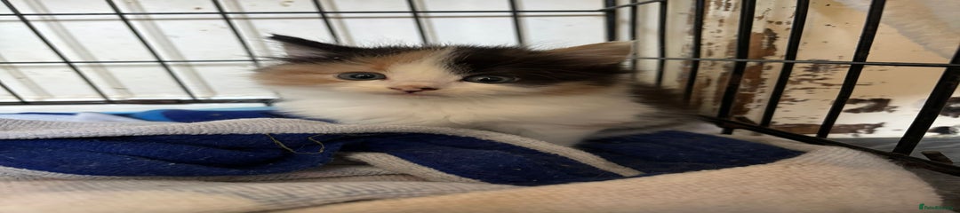 Norwegian Forest Cat Kitten 3