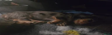 Miniature Dachshund Puppy 5