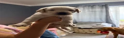 Labrador Retriever dogs for sale: Labrador  - Advert 8