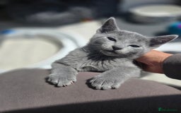 Russian Blue cats for sale: Pedigree Blue Russian kittens Gccf  - Image 5