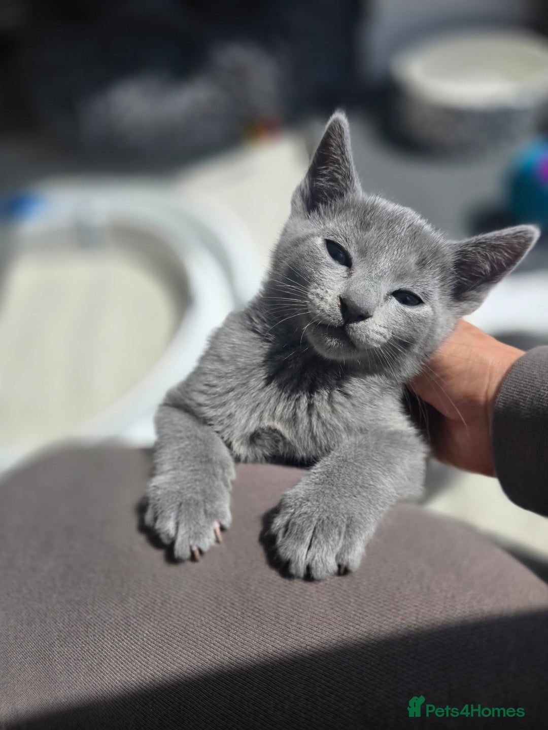 Russian Blue cats for sale: Pedigree Blue Russian kittens Gccf  - Image 5