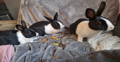 Mixed Breed rabbits - Advert 16