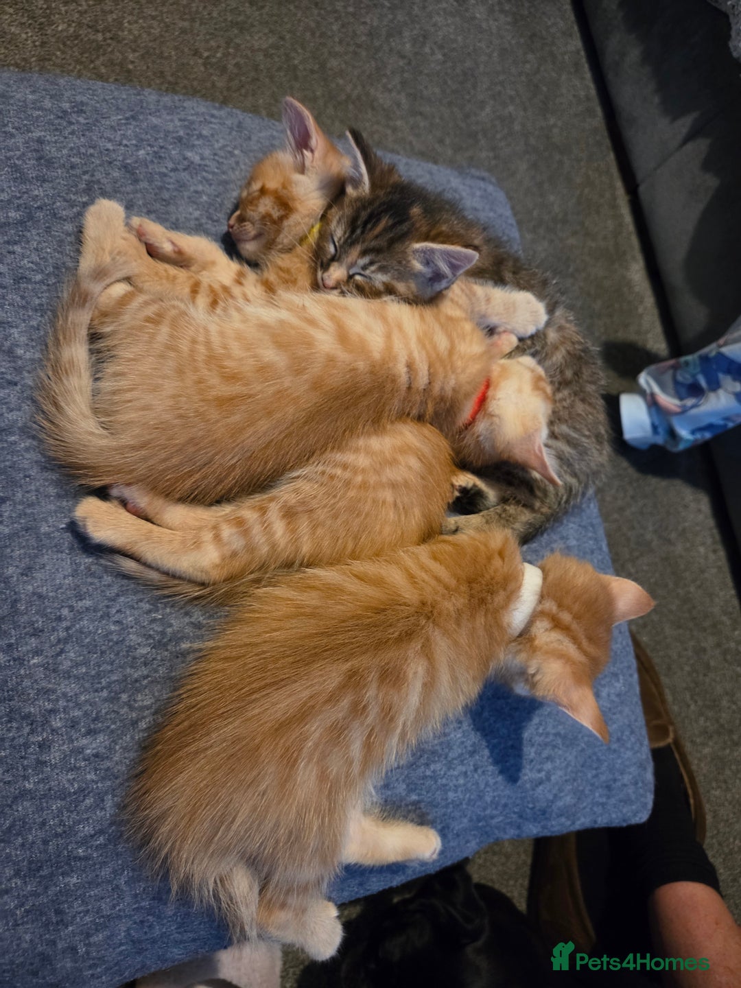 Mixed Breed cats for sale: 4 BEAUTIFUL KITTENS  - Image 7