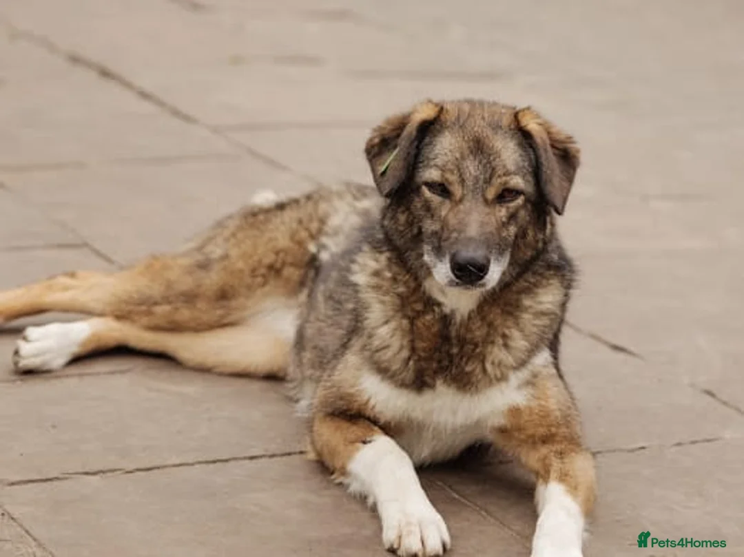 Mixed Breed dogs for adoption: ❤️Binky❤️3 yo smart&playful girl, medium knee size - Advert 2