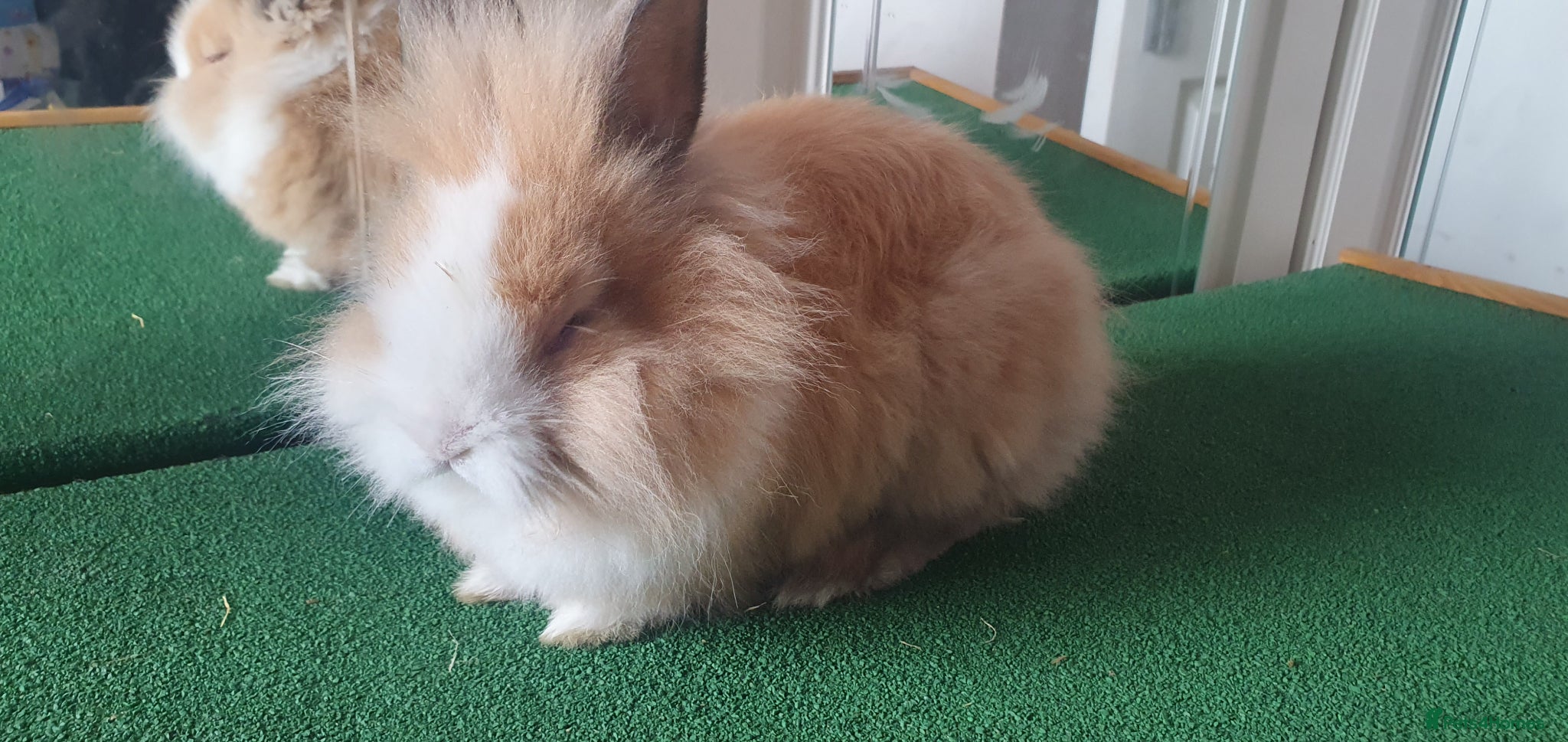 Lionhead rabbits for sale: Boy and girl lion head rabbits  - Advert 1
