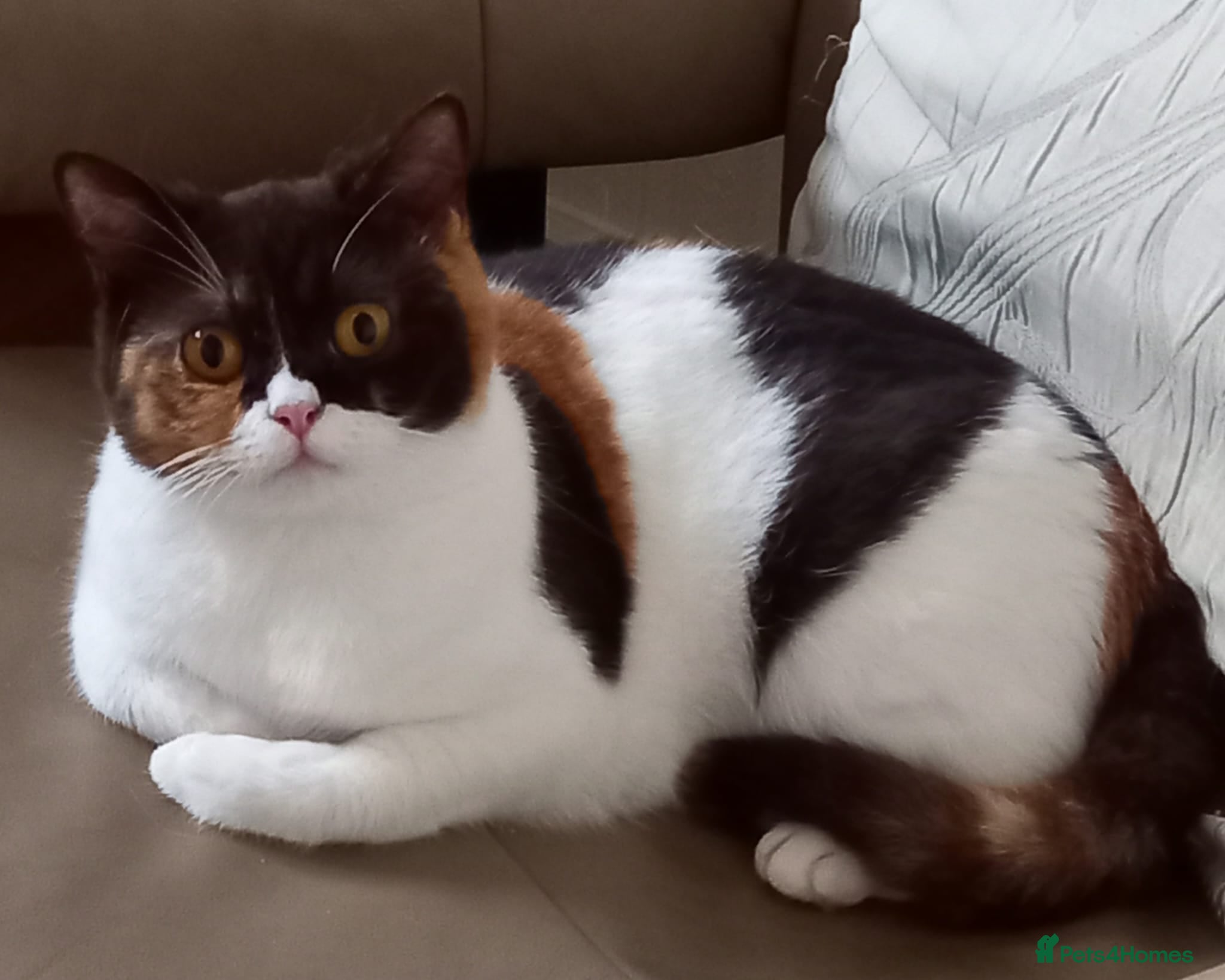 British Shorthair cats British shorthair female  - Advert 5