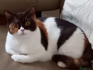 British Shorthair cats British shorthair female - Advert 5