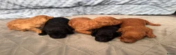 Toy Poodle dogs for sale: KC Registered Miniature Toy Poodle Puppies forSale - Advert 31