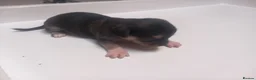 Chihuahua dogs for sale: Male Chihuahua - Advert 3