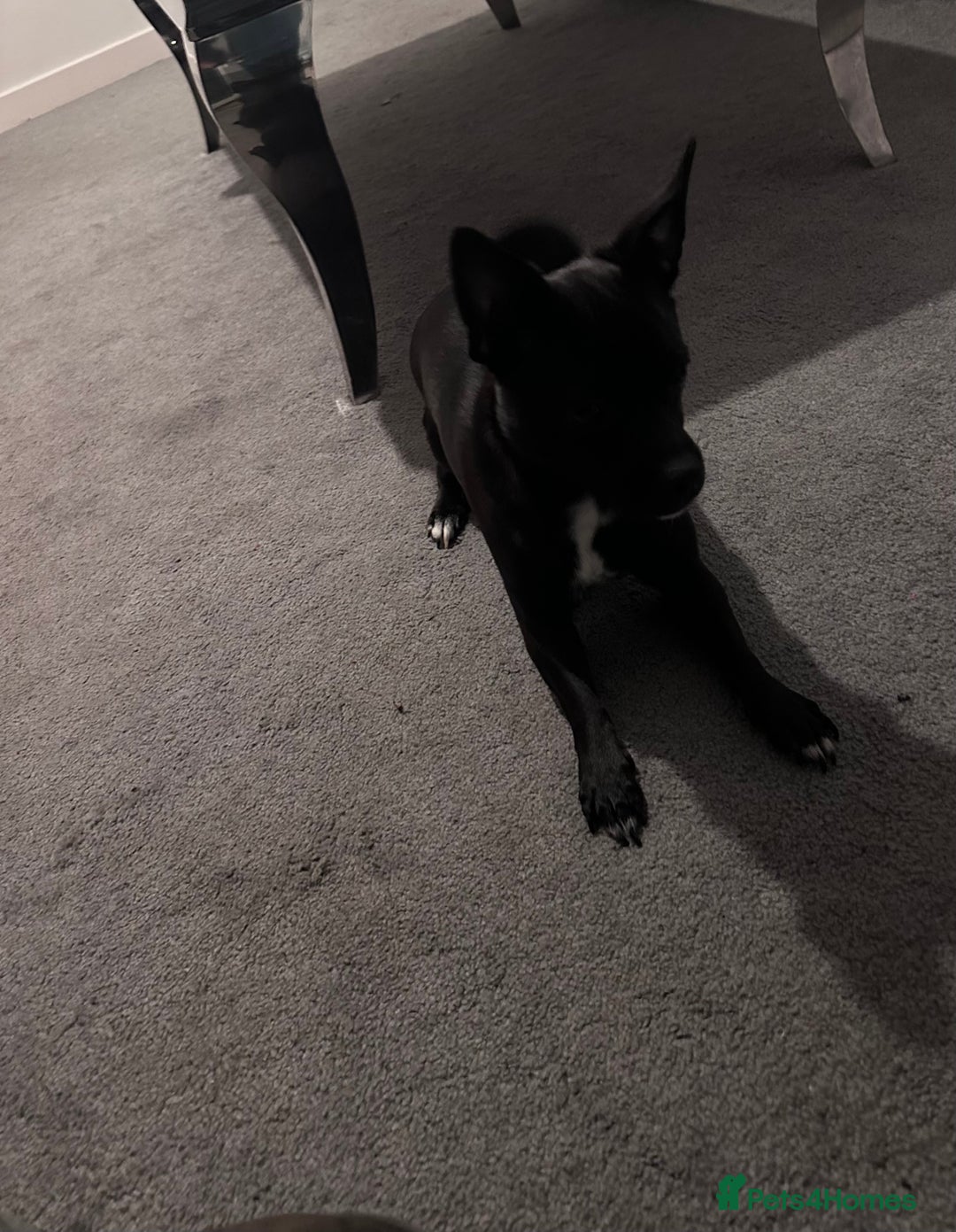 Mixed Breed dogs for sale: Chatterdale for rehousing  - Advert 3