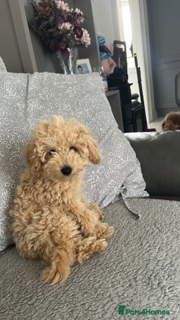 Toy Poodle dogs - Advert 4