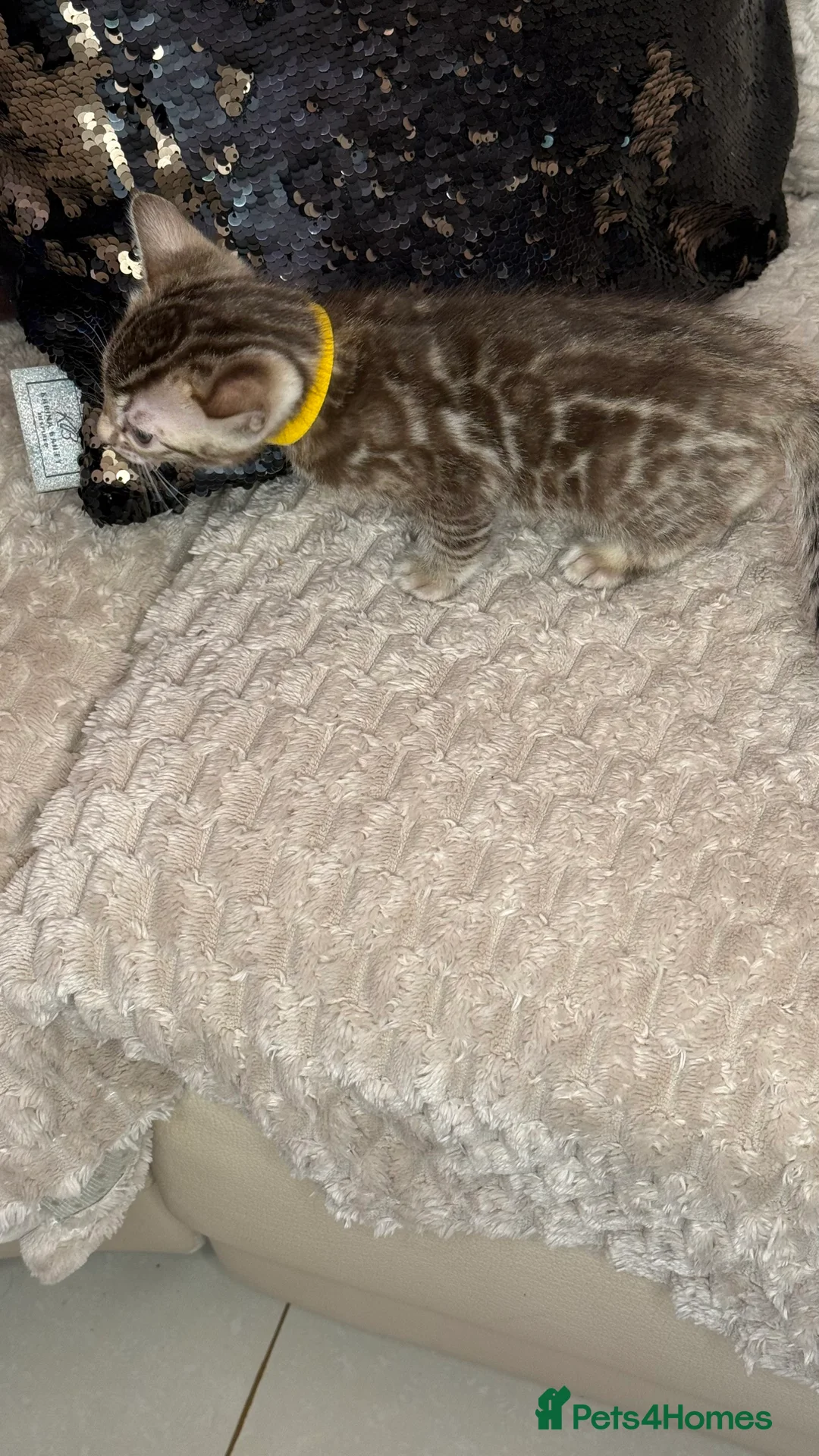 Bengal cats for sale: Pure Bengal kittens for sale just 2 boys left.  - Advert 18