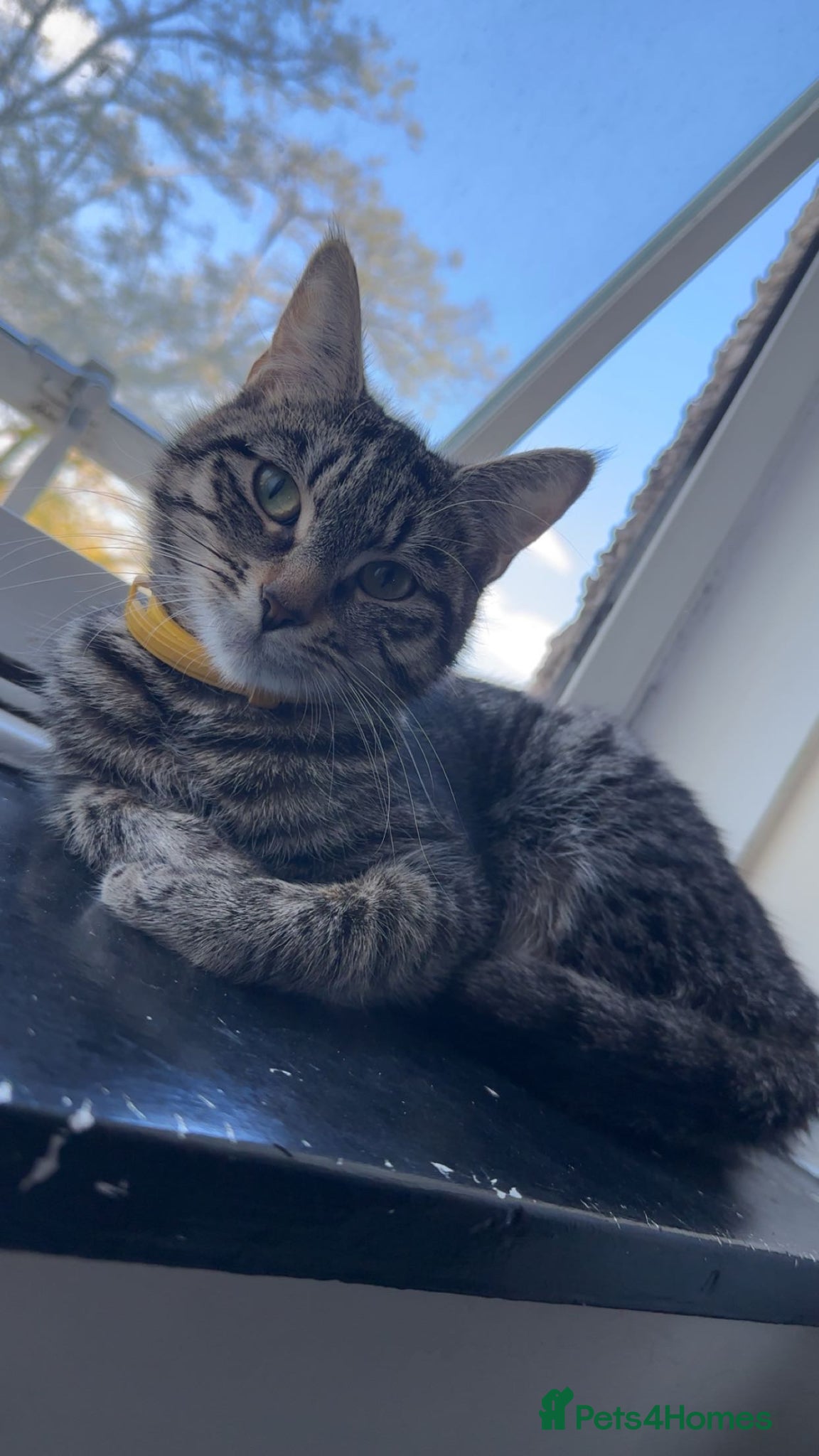 Mixed Breed cats Ivy the 11 month old female tabby cat - Advert 1