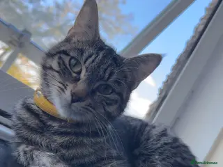 Mixed Breed cats Ivy the 11 month old female tabby cat - Advert 1