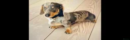Miniature Dachshund dogs for sale: Beautiful miniature dachshunds puppies  - Advert 11