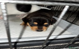 Jack Russell dogs for sale: Jack Russell’s looking for forever homes - Image 5