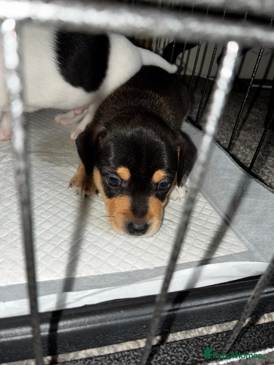 Jack Russell dogs for sale: Jack Russell’s looking for forever homes - Image 5