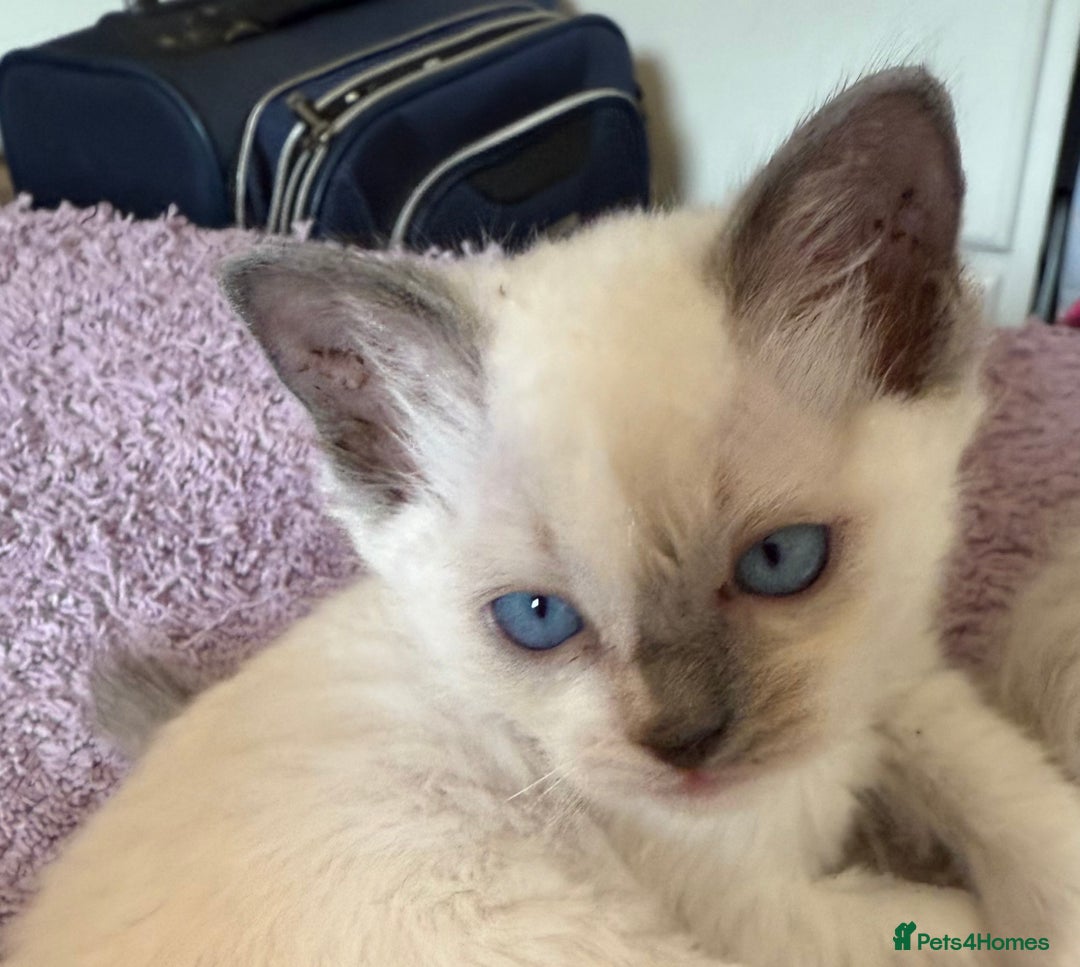 Ragdoll cats for sale: GCCF Champion Mink & blue point Ragdolls - Image 14