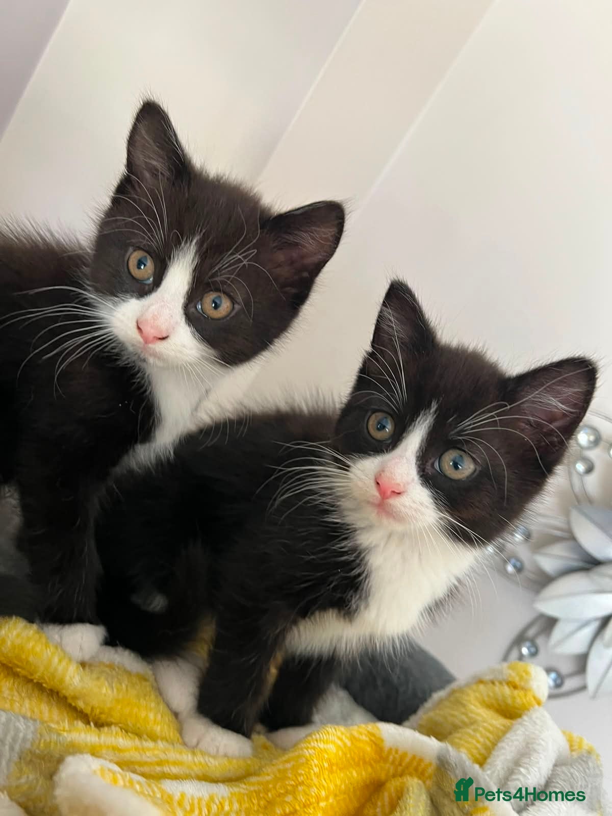 Mixed Breed cats 2 gorgeous female black & white kittens for sale - Advert 1