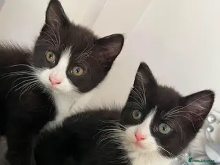 Mixed Breed cats 2 gorgeous female black & white kittens for sale - Advert 1