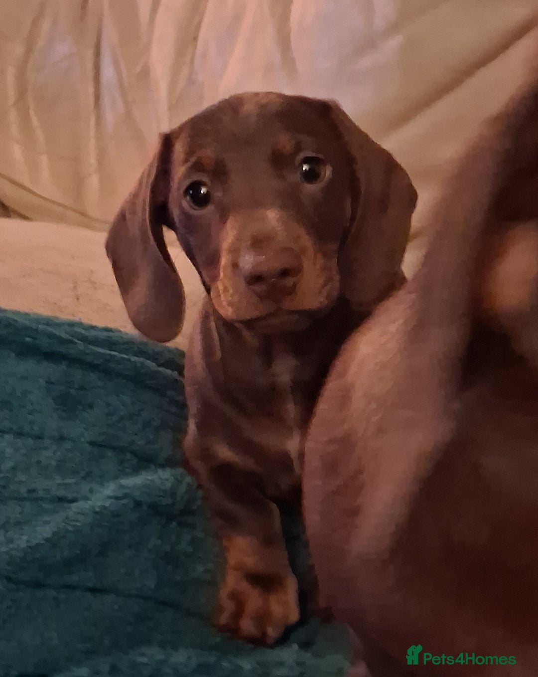 Dachshund dogs for sale: Mini dachshund for sale  - Advert 2
