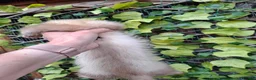 Ferret rodents for sale: Full and semi pedigree champagne angora hobs  - Advert 4