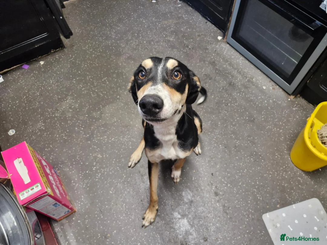 Mixed Breed dogs for sale: Mixed Breed For Rehoming, Can you help Xaden? in Manchester - Advert 4