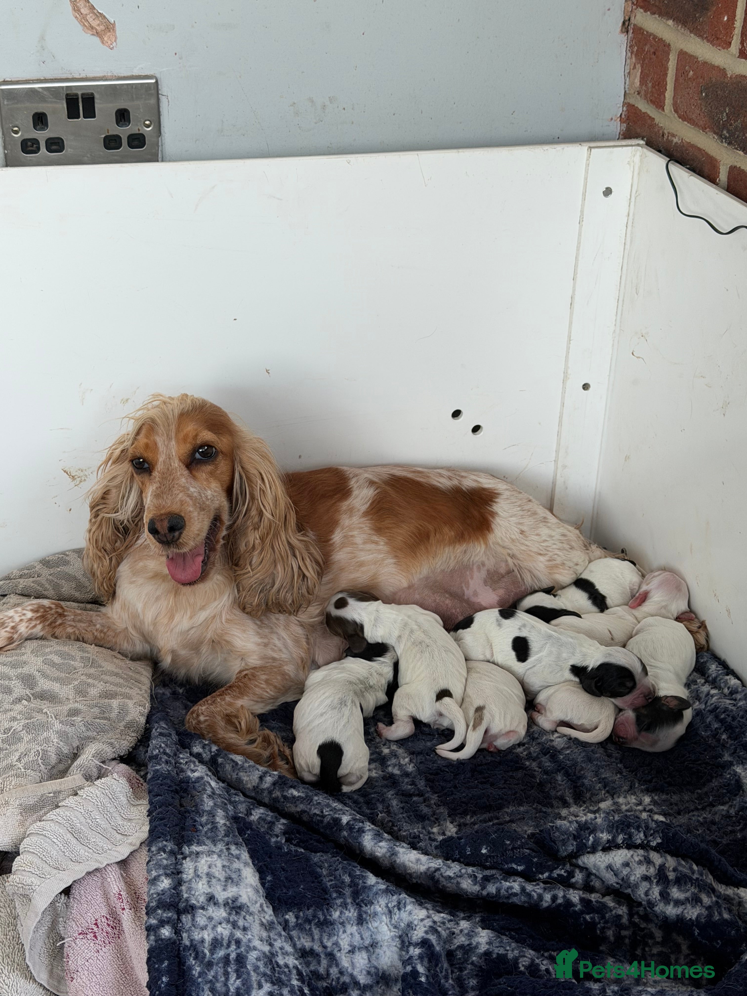 Cocker Spaniel dogs Show cocker spaniel puppies - Advert 1