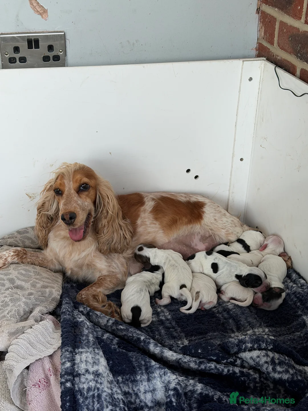 Cocker Spaniel dogs for sale: Show cocker spaniel puppies - Advert 1