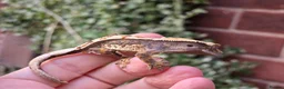 Gecko reptiles for sale: Various crested geckos  - Advert 8