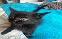 British Shorthair cats for sale: British shorthair beautiful kittens  - Image 5