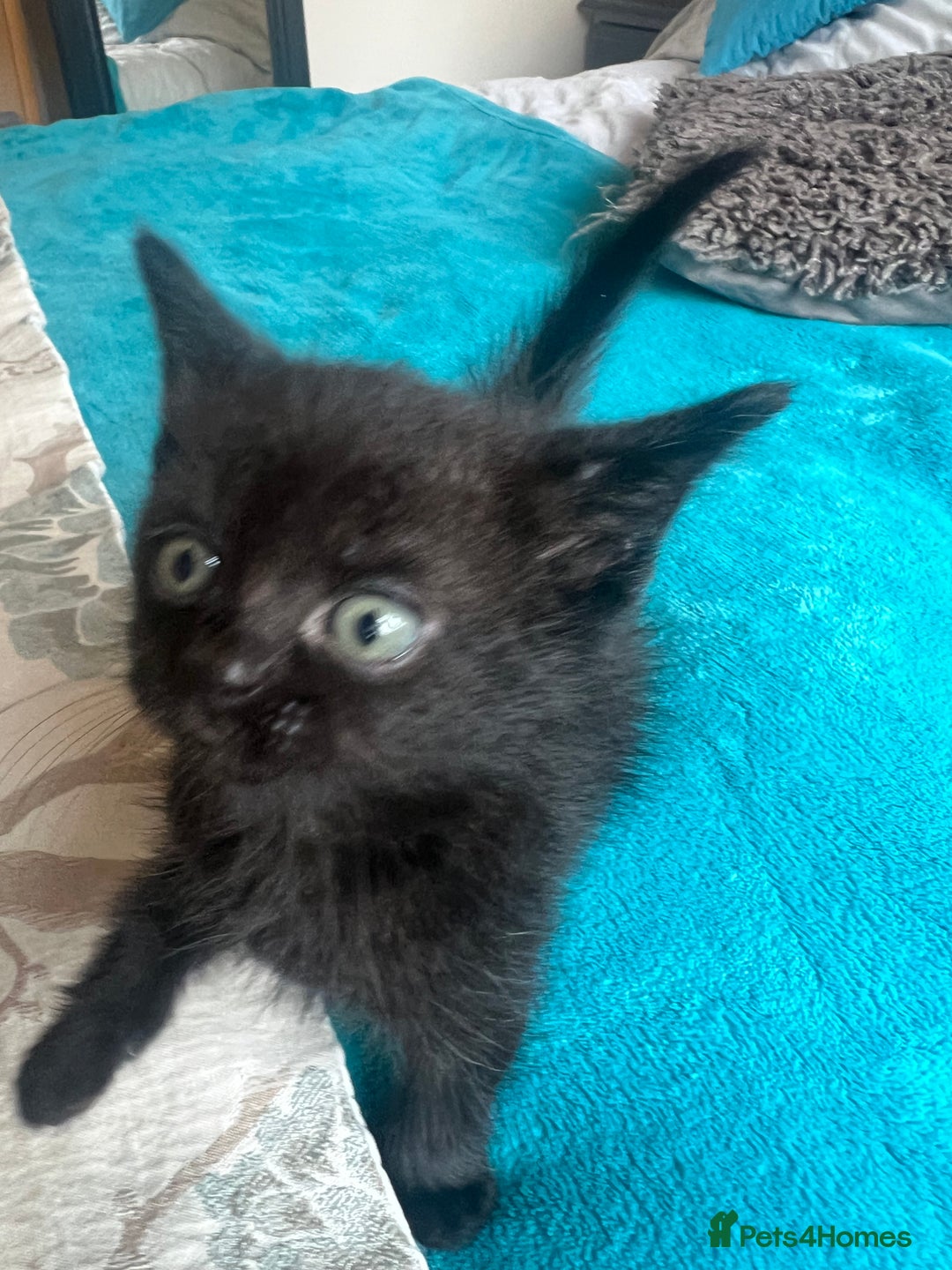 British Shorthair cats for sale: British shorthair beautiful kittens  - Image 5