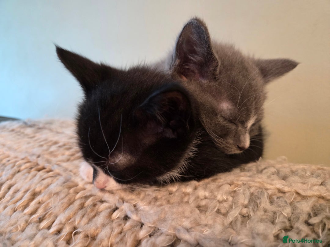 Mixed Breed cats for sale:  **  Beautiful  **  Kittens  **  - Advert 17