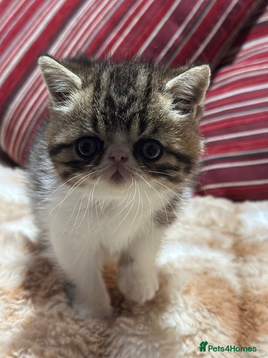 Exotic cats for sale: Brown Tabby & White exotic shorthair  - Advert 7