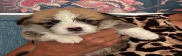 Welsh Corgi Pembroke dogs for sale: Hand reared Pembroke Corgis in Tenby - Advert 7