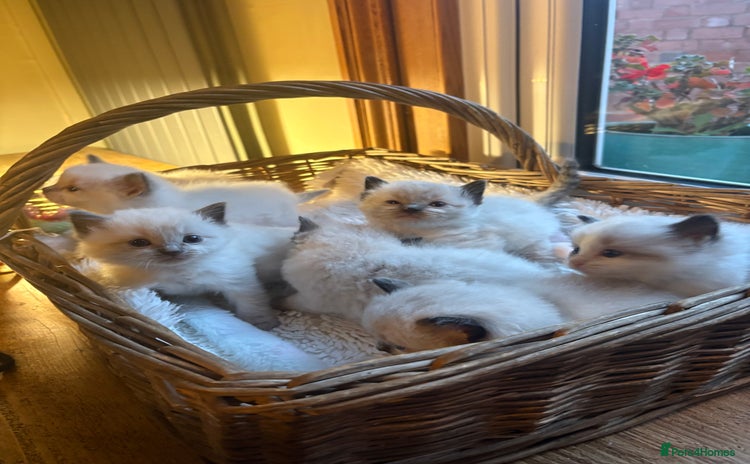 Ragdoll cats - Advert 1