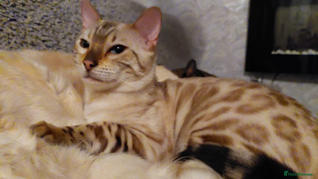 Bengal cats for stud: AMAZING SNOW LYNX STUD BENGAL TICA reg  in Harlow - Advert 21