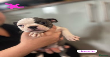 Boston Terrier dogs - Advert 7