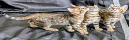 Bengal cats for sale: Stunning Bengal Kittens – Reservations Now Open in Woodford Green - Advert 7