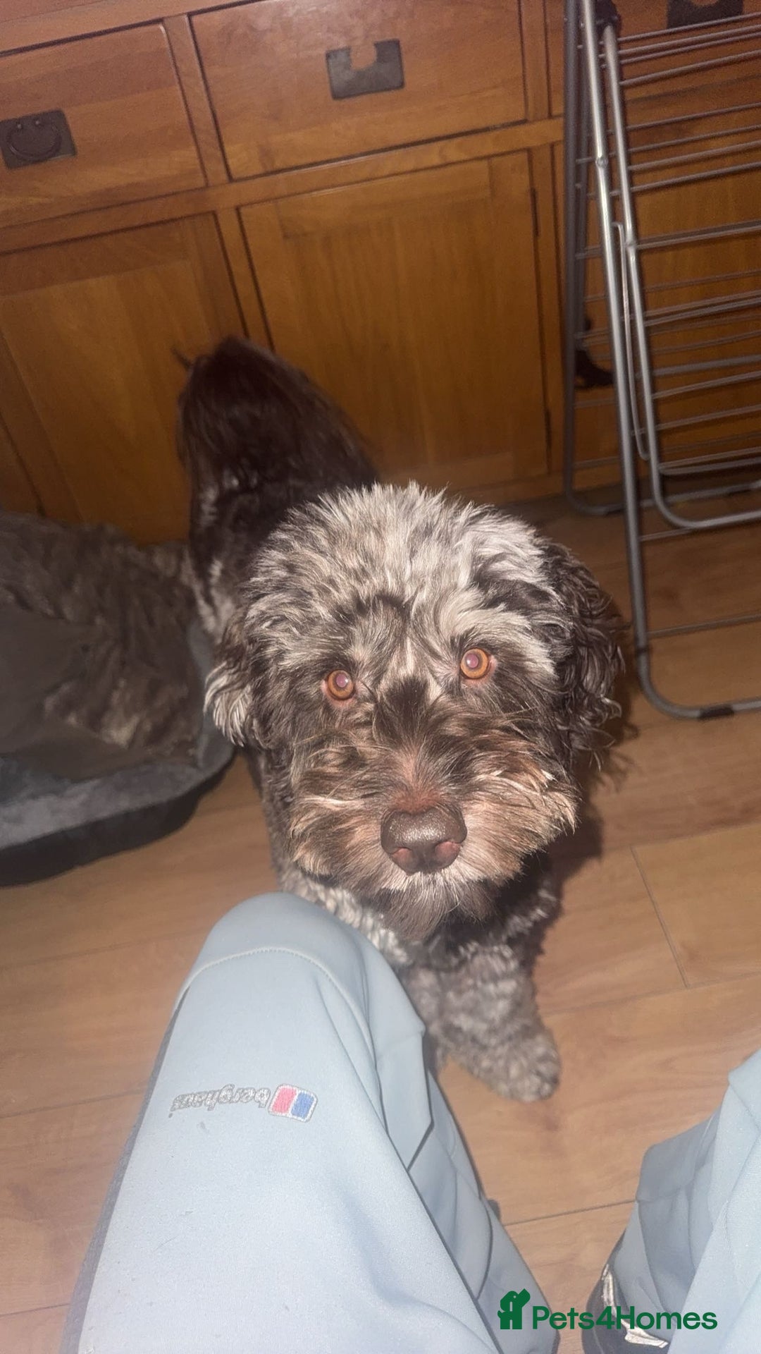 Cockapoo dogs for stud: Multigen Harlequin Merle Cockapoo at Stud in Manchester - Advert 14