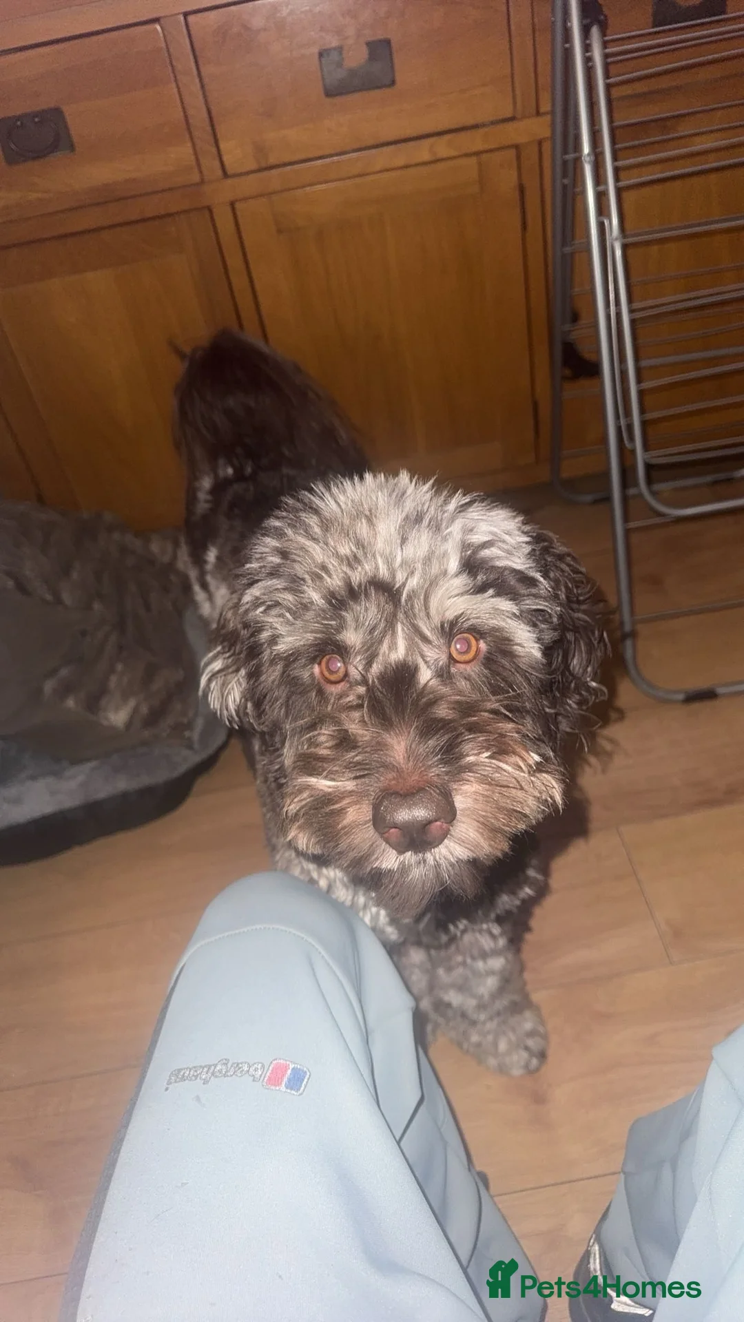 Cockapoo dogs for stud: Multigen Harlequin Merle Cockapoo at Stud in Manchester - Advert 14