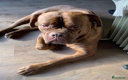 Dogue De Bordeaux dogs for sale: 4 Year Old Bitch  - Image 2