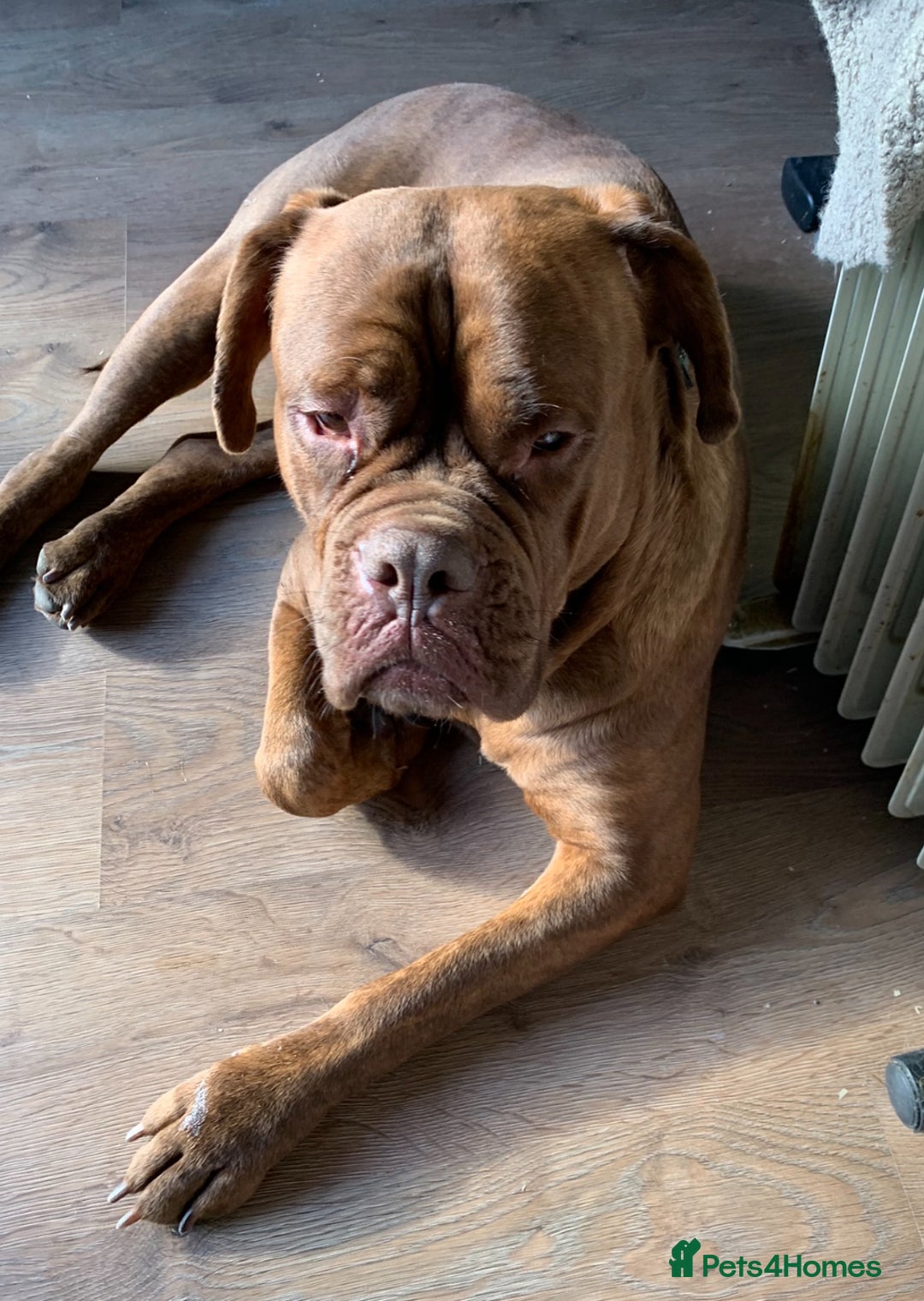 Dogue De Bordeaux dogs for sale: 4 Year Old Bitch  - Image 2