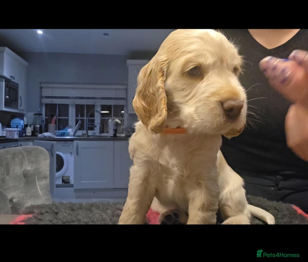 Cocker Spaniel dogs for sale: Cocker Spaniel Puppies - Advert 11